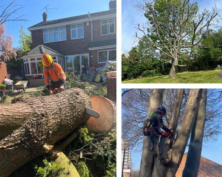 Tree Surgeon Dartford | LJ Tree Services