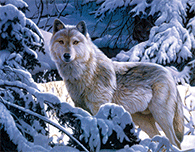 WOLF SLED TEAM 18X14 INCH WOLF SLED TEAM 18X14 INCH
