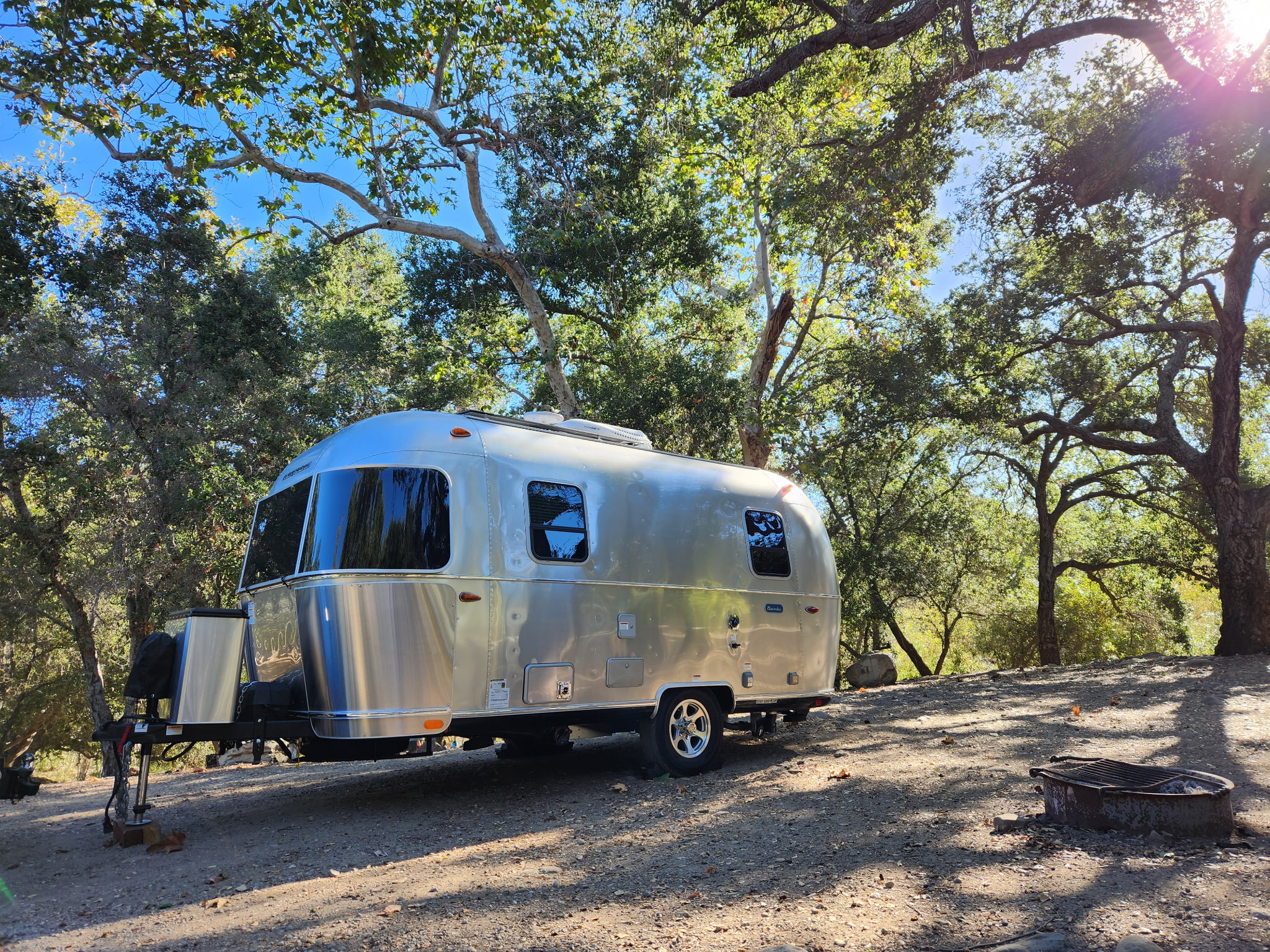 The Bambi under the oaks