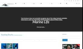 
							         Basking Sharks ~ MarineBio Conservation Society								  
							    