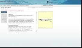 
							         Draughtsboard shark ... - Marine Species Identification Portal								  
							    