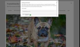 
							         Französische Bulldogge in Not - so retten Sie einen Hund								  
							    