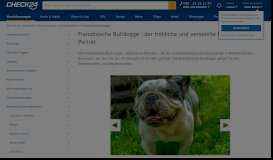 
							         Französische Bulldogge Steckbrief - Hundehaftpflicht | CHECK24								  
							    