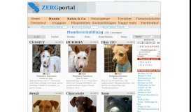 
							         Hundevermittlung | Das Online-Tierheim mit 7.000 ... - ZERGportal								  
							    