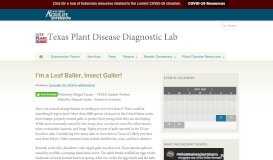 
							         I'm a Leaf Baller, Insect Galler! | Texas Plant Disease Diagnostic Lab								  
							    