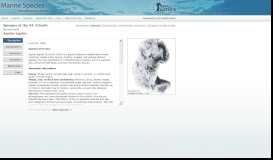 
							         Marine Species Identification Portal : Stryphnus fortis								  
							    