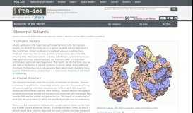 
							         Molecule of the Month: Ribosomal Subunits - PDB-101								  
							    