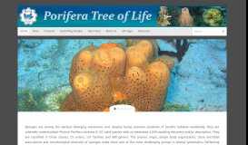 
							         Porifera Tree of Life								  
							    