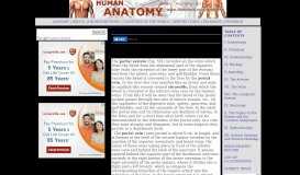 
							         The Portal System of Veins - Human Anatomy - Theodora.com								  
							    