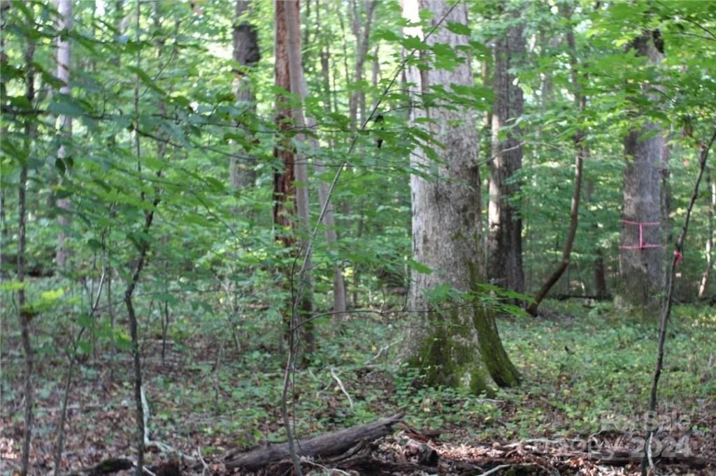 MLS #CAR3906176 img 27