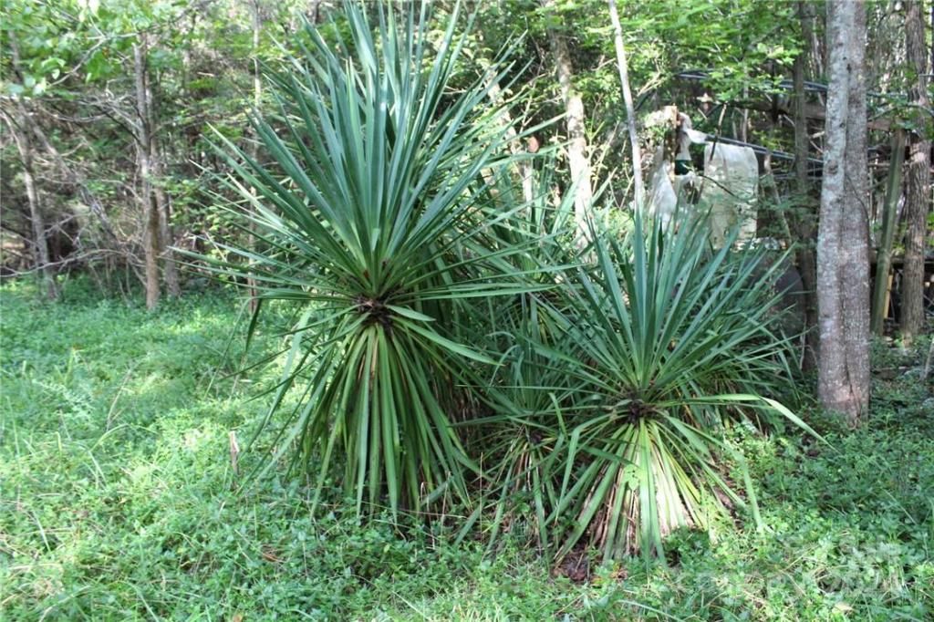 MLS #CAR3906176 img 29