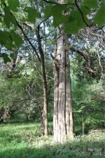 MLS #CAR3906176 img 32