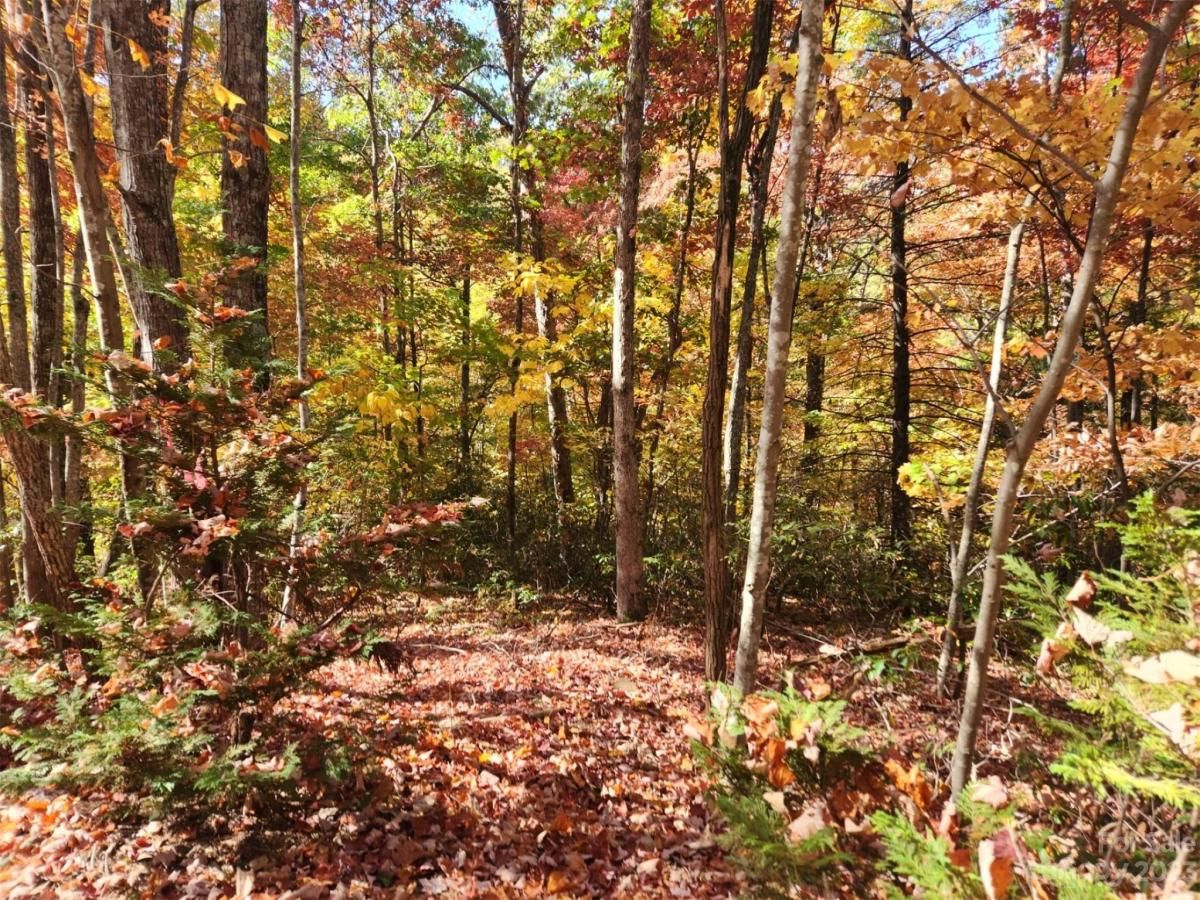 MLS #CAR4083029 img 4