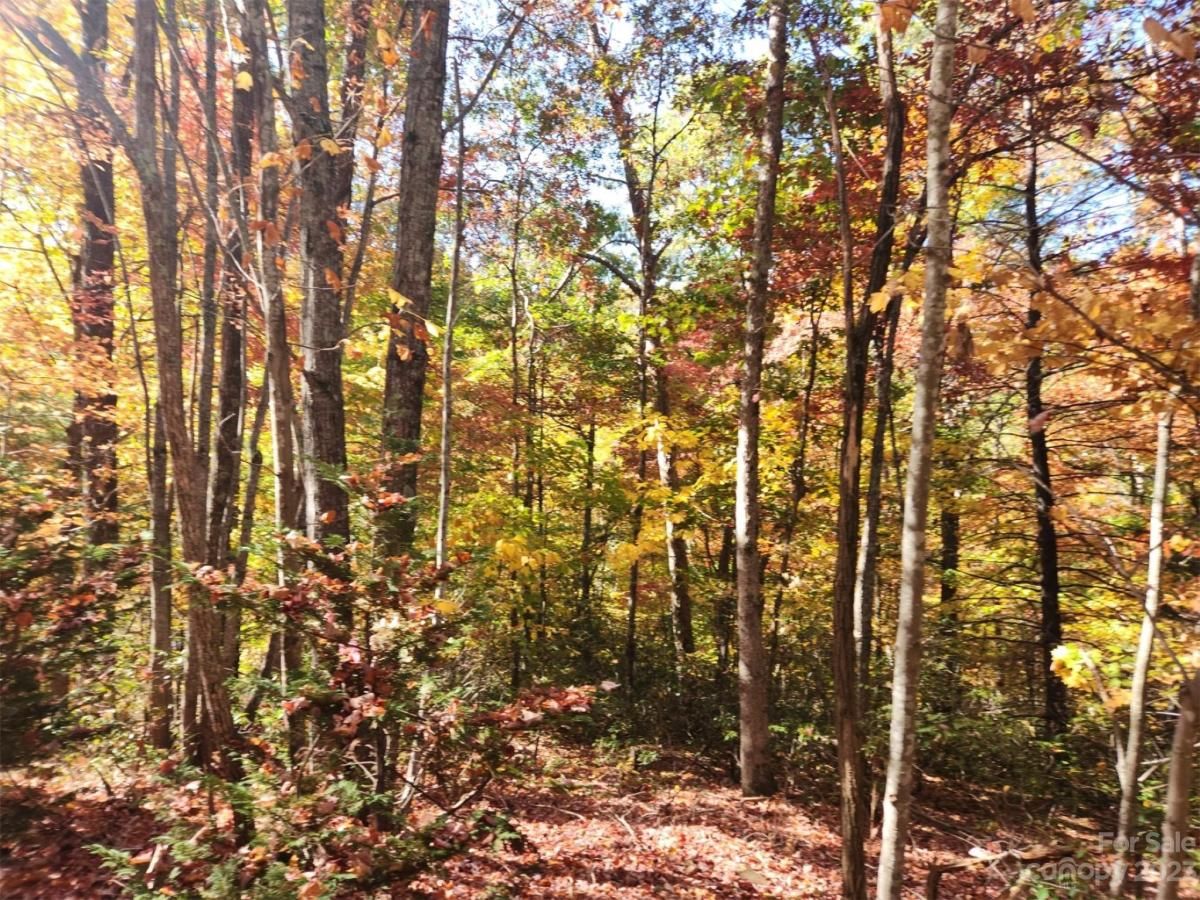 MLS #CAR4083029 img 6