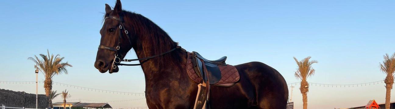 Al-Madam Equestrian Club