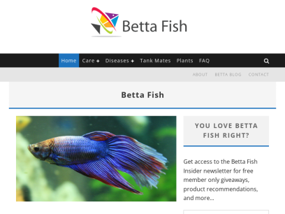 bettafish.org.png