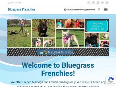 bluegrassfrenchies.com.png