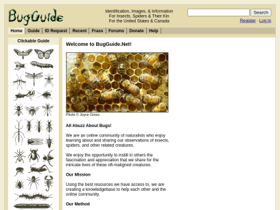 bugguide.net.png