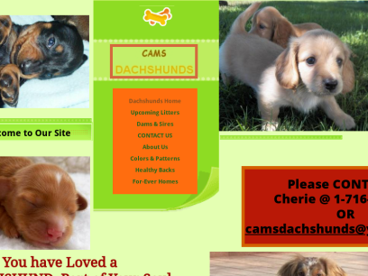 camsdachshunds.com.png