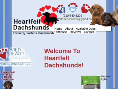 dachshundpuppies.org.png