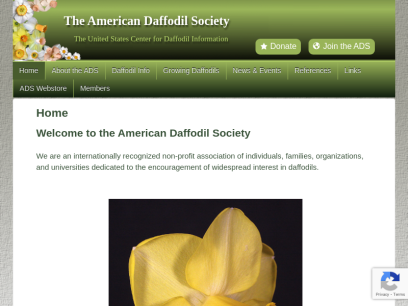 daffodilusa.org.png