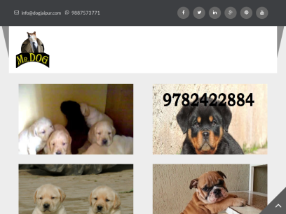 dogjaipur.com.png