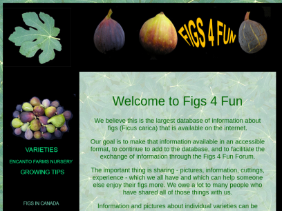 figs4fun.com.png