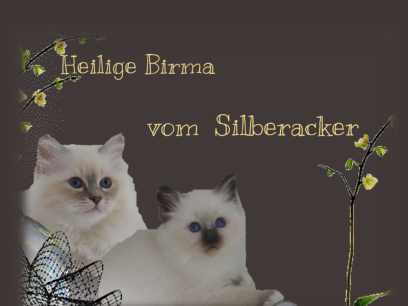 heilige-birmas-vom-silberacker.de.png