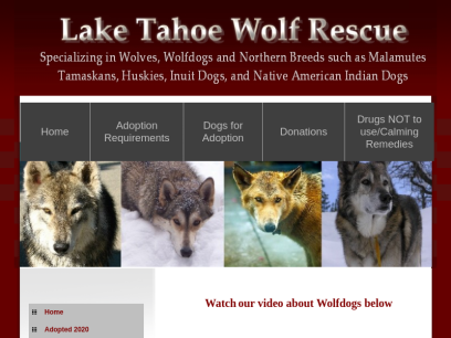 laketahoewolfrescue.com.png