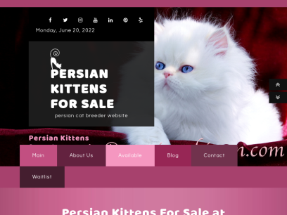 persian-kitten.com.png