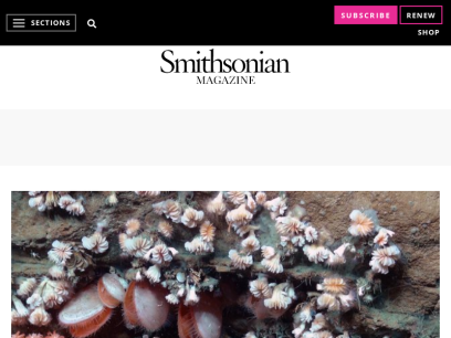 smithsonianmag.com.png