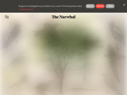 thenarwhal.ca.png