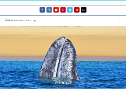whalewatchcabo.com.png