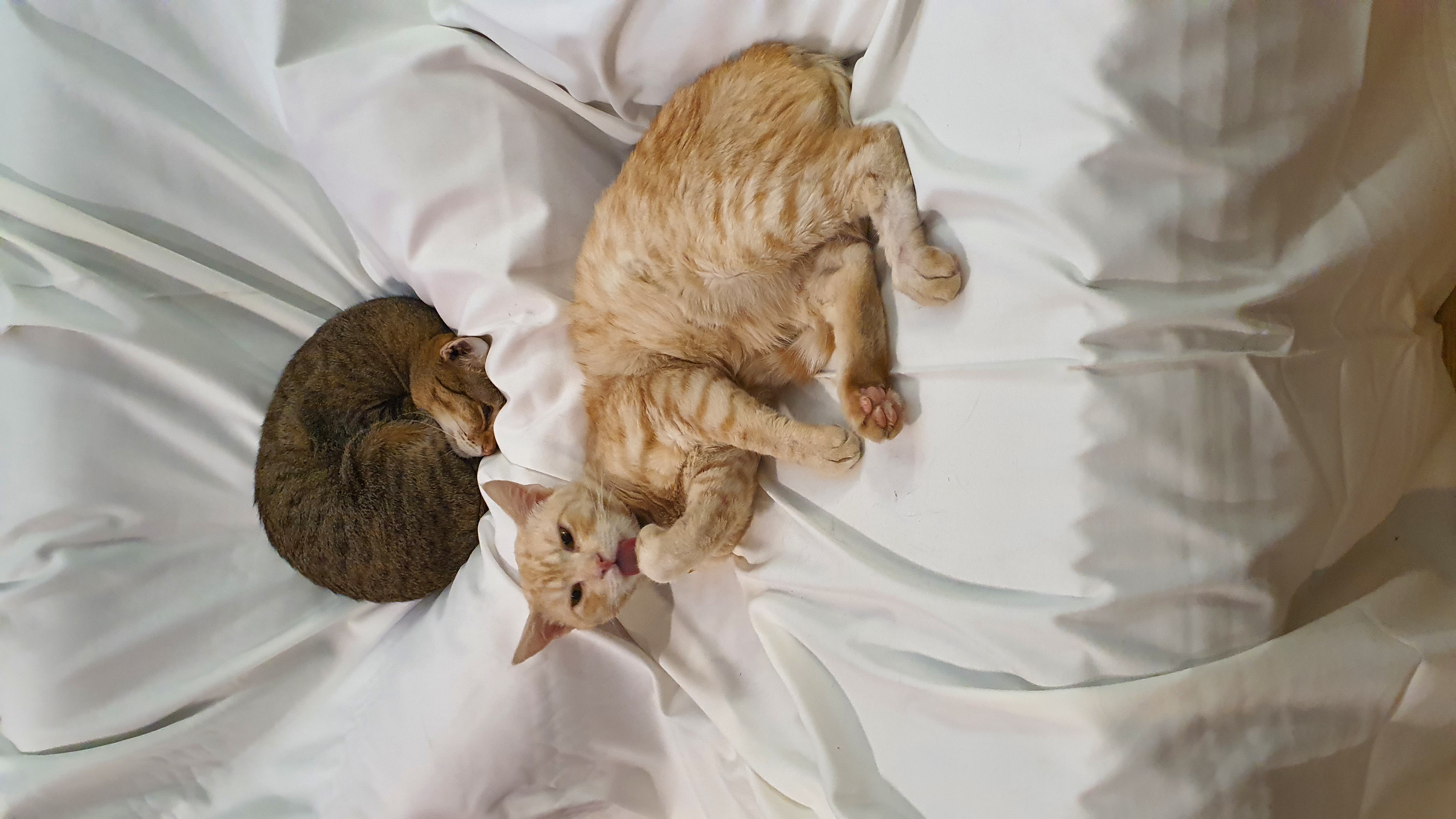 life&#039;s tough. gotta sleep it off.
