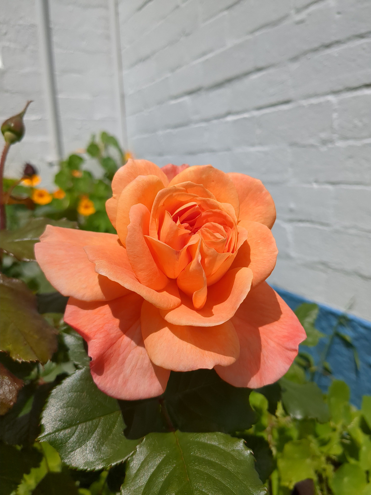 A loosely opened orange rose glows cheerfully in the sunlight against a background of rose and nasturtium leaves, and a white-painted wall.