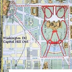 Capitol Hill owl