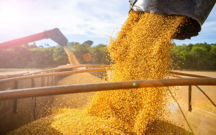 Wandile Sihlobo | Forecasts of bumper harvests suggest subdued food prices this year | Fin24