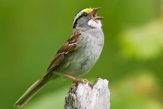 Canadian sparrows are ditching traditional songs for a new tune