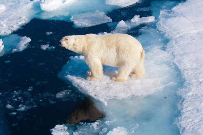 Climate change may kill off nearly all polar bears by 2100