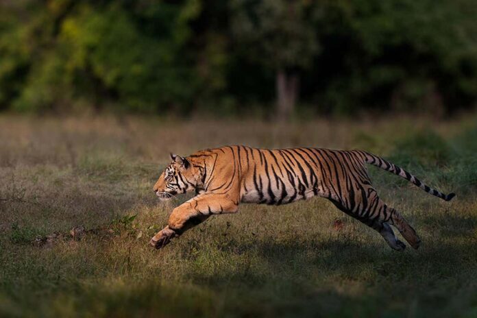 Endangered tigers have made a remarkable comeback in five countries
