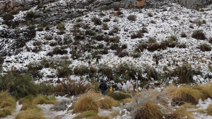 SEE | Hundreds flock to see the snow in Matroosberg over the weekend, many for the first time | News24