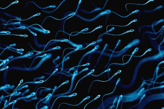Sperm swim up to 70 per cent faster when they have a lazy tail