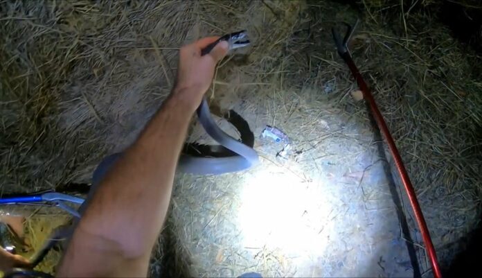 WATCH | Making hay: 2.3m black mamba found hiding under bales of hay at KZN scrapyard | News24