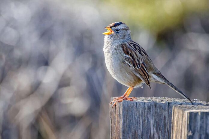 Coronavirus lockdown changed how birds sing in San Francisco