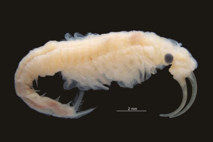 New species of tiny ‘fairy shrimp’ found in the world’s hottest desert