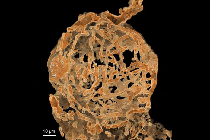 Oldest animal sperm found in 100-million-year-old female seed shrimp