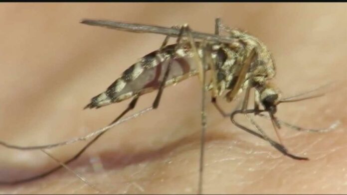 Possible West Nile virus human case reported in Oklahoma County, officials say