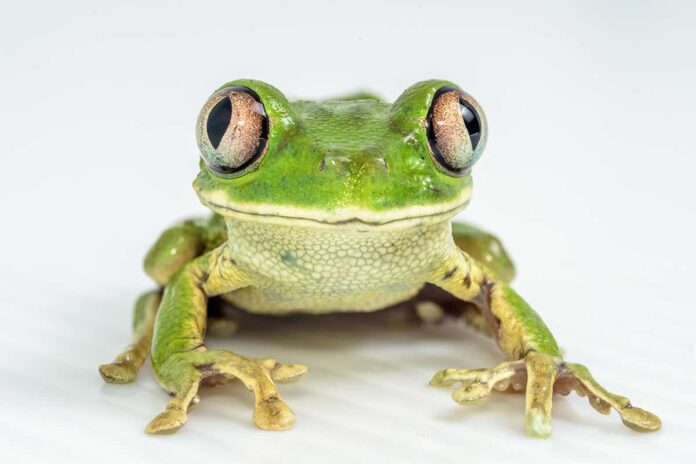 Some frogs have evolved eyes that are far too big for their bodies