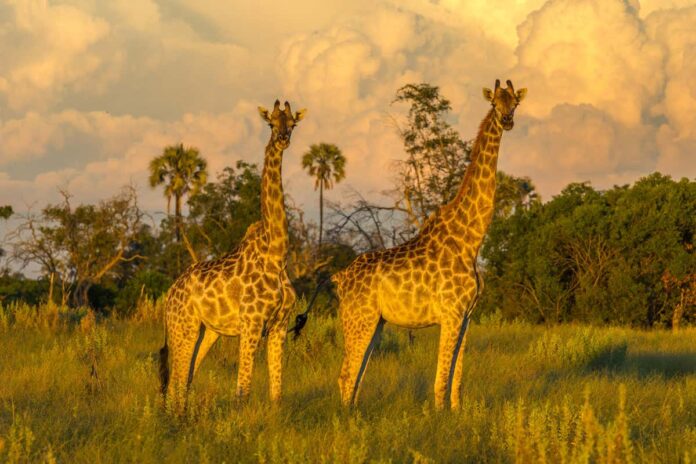 The horn-like knobs on a giraffe’s head can be a deadly lightning rod