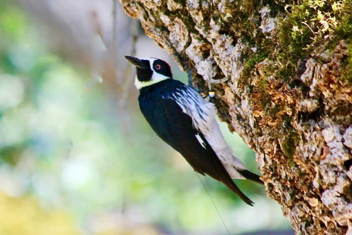 Woodpecker battle royale sees teams of birds fight for nearly a week